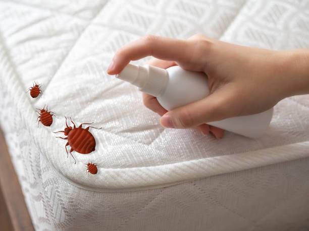 Best Mosquito Control Services  in Rainbow Park, FL