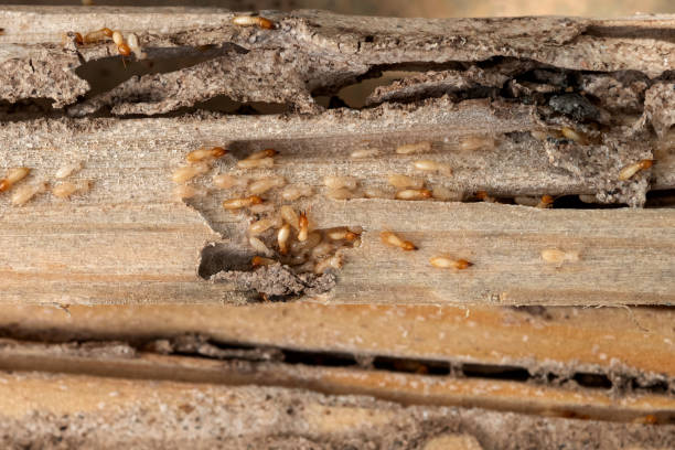 Best Residential Pest Control  in Rainbow Park, FL